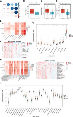 An epithelial–mesenchymal transition-related mRNA signature associated with the prognosis, immune infiltration and therapeutic response of colon adenocarcinoma
